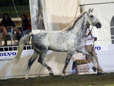 Michmar Franco - Traditional Supreme<br>
Champion Stallion