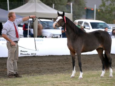 Opstaan Once Again - Traditional Supreme<br>
Champion Mare