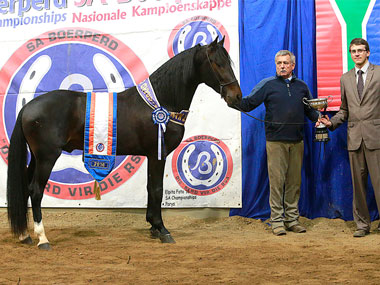 WENNERS JEEP - Traditional Supreme Champion Stallion<br>
EXHIBITOR: Piet Uys <br>
OWNER: Wenners Stud
