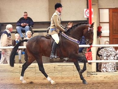 ROOIGRAS SPEND A POUND  - Universal Champion 3 Gaited Riding Horse under 5<br>
EXHIBITOR: JJ Kemp <br>
OWNER: Rooigras Stud
