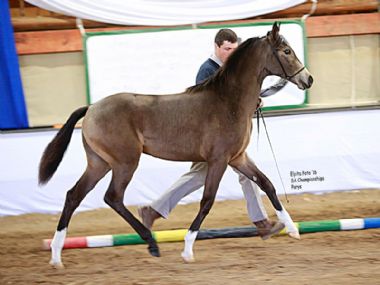 JANIC NANDI - Universal & Tradition Champion Filly under 12 months<br>
EXHIBITOR: Nic Jooste <br>
OWNER: Janic Stud
