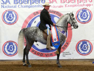 MICHMAR HASTA  - Traditional Champion 3 Gaited Show Horse <br>
RIDER: Gerhard van Rensburg <br>
OWNER: Michmar Stud
