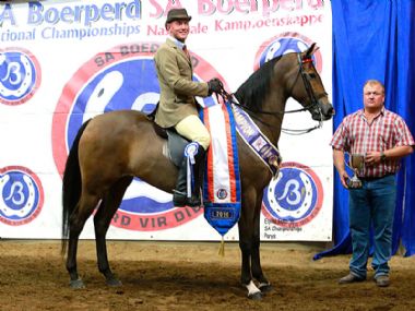 ROOIGRAS SATYN - Traditional Champion 3 Gaited Riding Horse 5 years and older <br>
RIDER: JJ Kemp<br>
OWNER: Rooigras Stud
