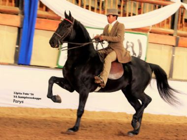VOORSLAG MANDOZA  - Traditional Champion 3 Gaited Show Horse under 5 years <br>
RIDER: Wilfred Gelderblom <br>
OWNER: Voorslag Stud
