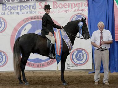 AUGRABIESE VALLE  - Traditional Champion 3 Gaited Riding Horse under 5 years <br>
RIDER: Carinda Cloete <br>
OWNER: Ansa Stud
