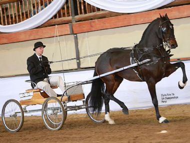 CALELA RIETBOK  - Traditional Champion Single Harness Horse under 5 years <br>
DRIVER: Shaun Willemse <br>
OWNER: Tokoza Stud
