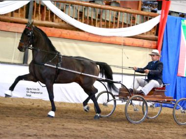 BOSCHENDAL HOOGMOED  - Traditional Champion Single Harness Horse 5 years & older <br>
DRIVER: Attie Koen <br>
OWNER Boschendal Stud
