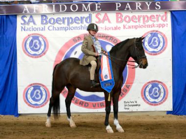 VLAMPIES DINAMIKA  - Traditional 3 Gaited Childrens Riding Horse