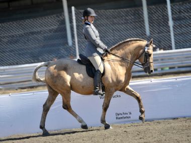 Madeira Opsaal - Universal 3 Gaited Champion<br>
Riding Horse 5 year and older