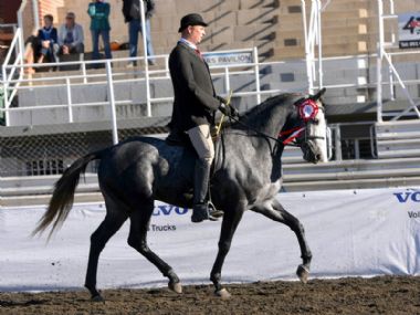 Maak 'n Plan Hugenoot - Universal 3 Gaited Champion<br>
Riding Horse under 5 years<br>
Universal Supreme<br>
Champion Stallion