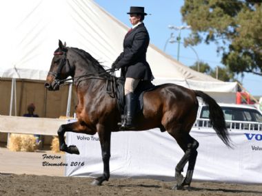 SAB Krog No Doubt - Traditional 3 Gaited Champion<br>
Riding Horse 5 years and older