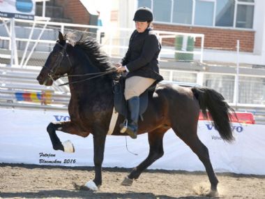 Samjak Namib - Traditional 5 Gaited Champion Riding Horse<bR>
Open