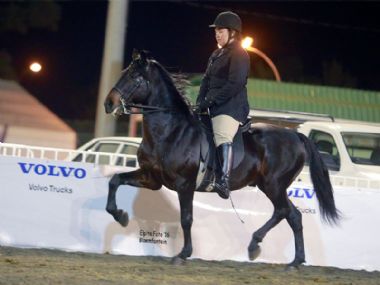 Samjak Matroos - Traditional 3 Gaited Champion Show Horse<bR>
Crown Horse