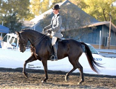 Hoefstraal Kasjet - Universal Champion 3 Gaited Riding Horse Under 5 Years, Rider: J. du Plessis, Owner: Hoefstraal Stud