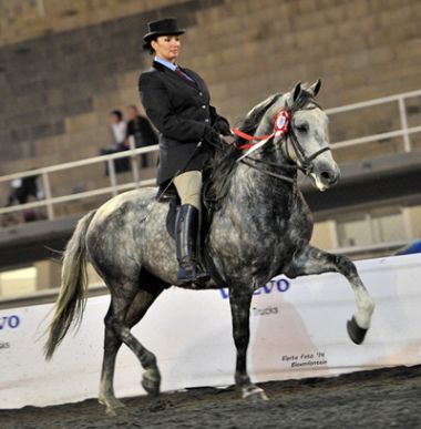 Michmar Franco - Traditional Champion 3 Gaited Riding Horse 5 Years and Older, Rider: M. Louw, Owner: Ansa Stoet