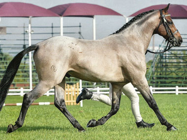 SA Boerperd Horse of the Year