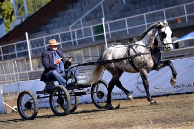 GOUDHOEK FILISTYN - Traditional Champion Single Harness Horse Open<br>
Winner: Crown Horse<br>
Driver: Danie Zietsman<br>
Owner: Goudhoek Stud