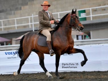 Paardekop Omega - Traditional Champion 5 Gaited Riding Horse; Owner / Rider: JJ Pienaar, Bloemfontein