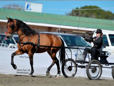 Pivaanswaterval Tokkelos - Universal Champion Single Harness Horse; Owner / Driver: Corli Bekker, Lumier